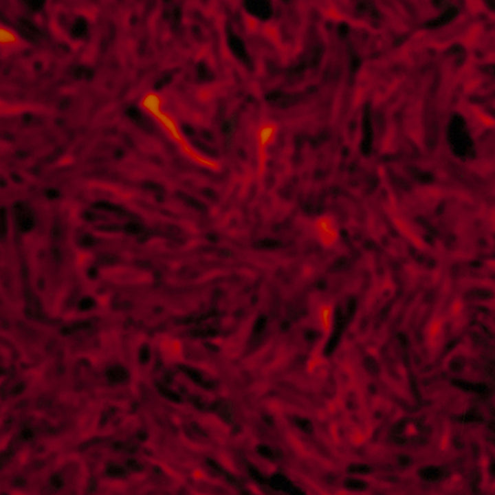 Pickguard Material Blank 9 x 15.5 x 0.7" - Tortoiseshell